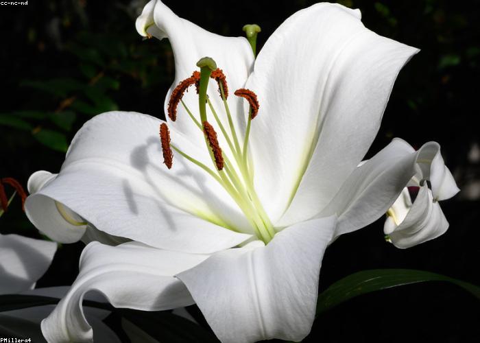 A pale sympathy arrangement of white stems and soft greenery on a wooden chair